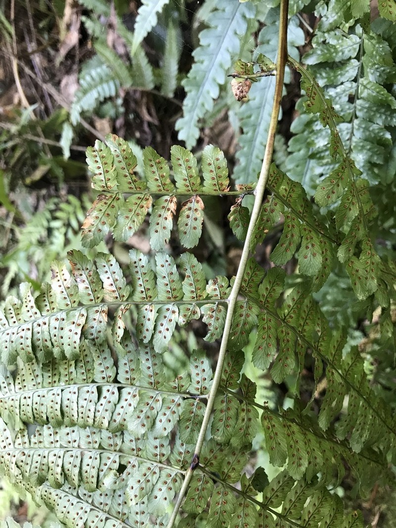 Dryopteris indusiata photo 8