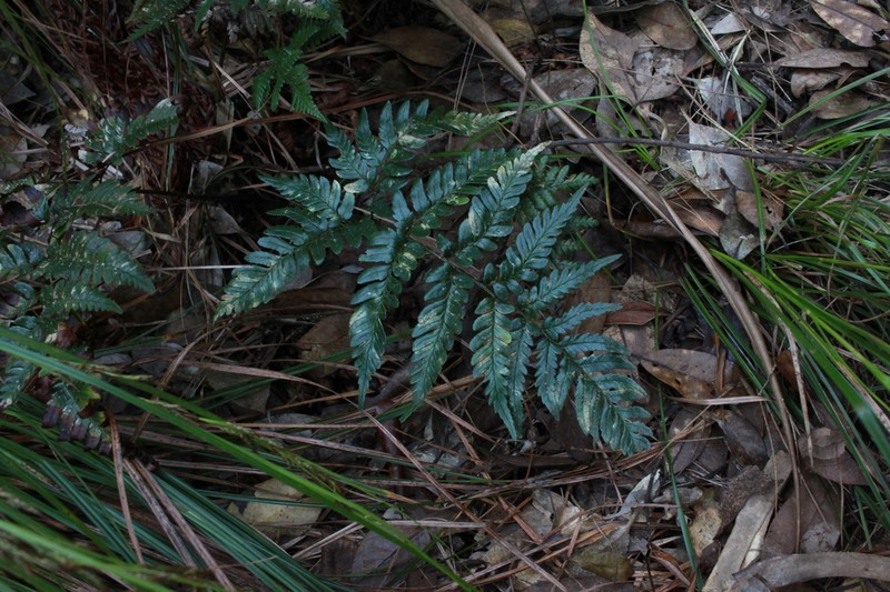 Dryopteris insularis
