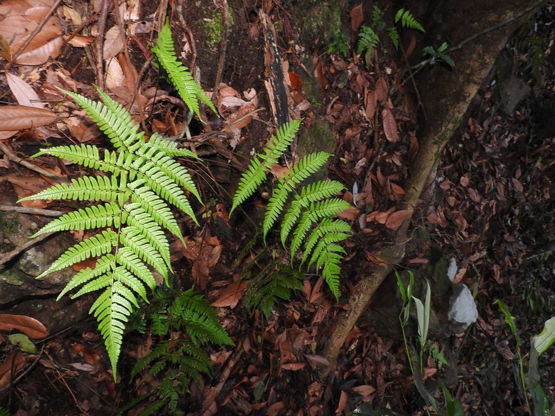 Dryopteris integriloba