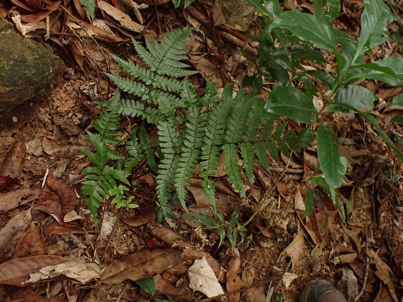 Dryopteris integriloba photo 2