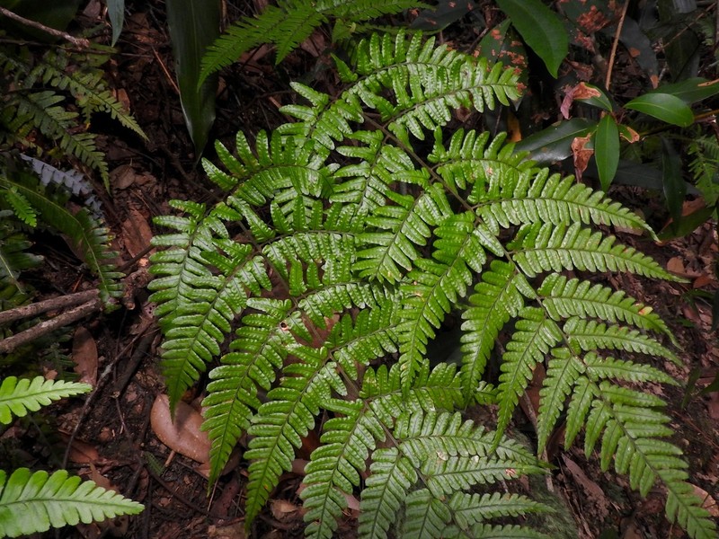 Dryopteris integriloba photo 3