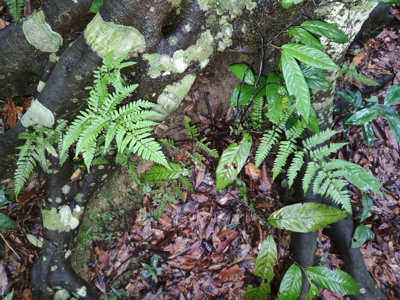 Dryopteris integriloba photo 4