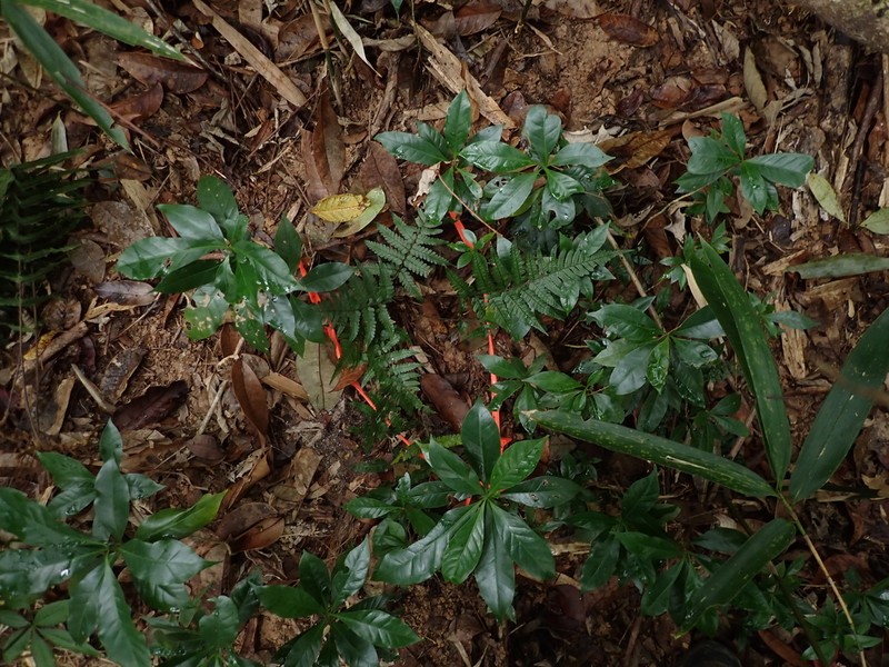 Dryopteris integriloba photo 5