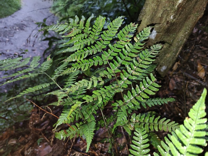 Dryopteris integriloba photo 6