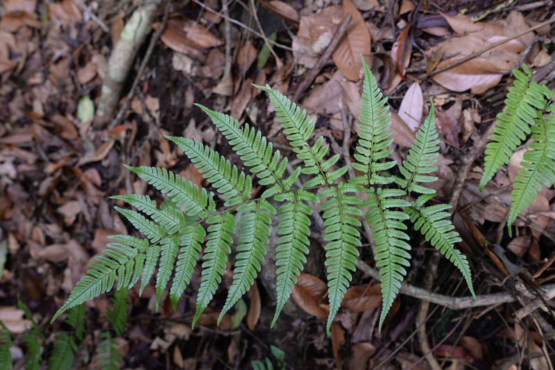 Dryopteris integriloba photo 7