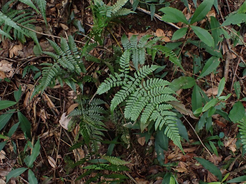 Dryopteris integriloba photo 8