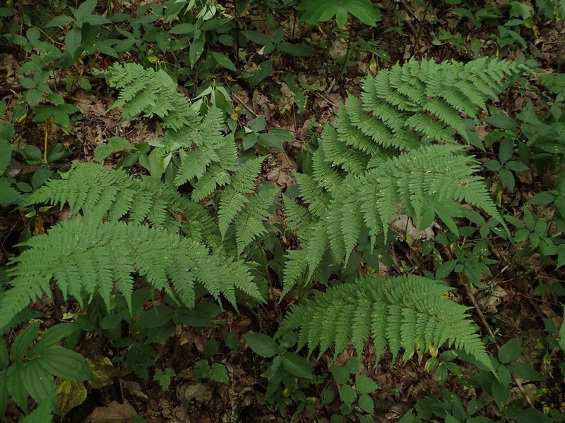 Intermediate Woodfern