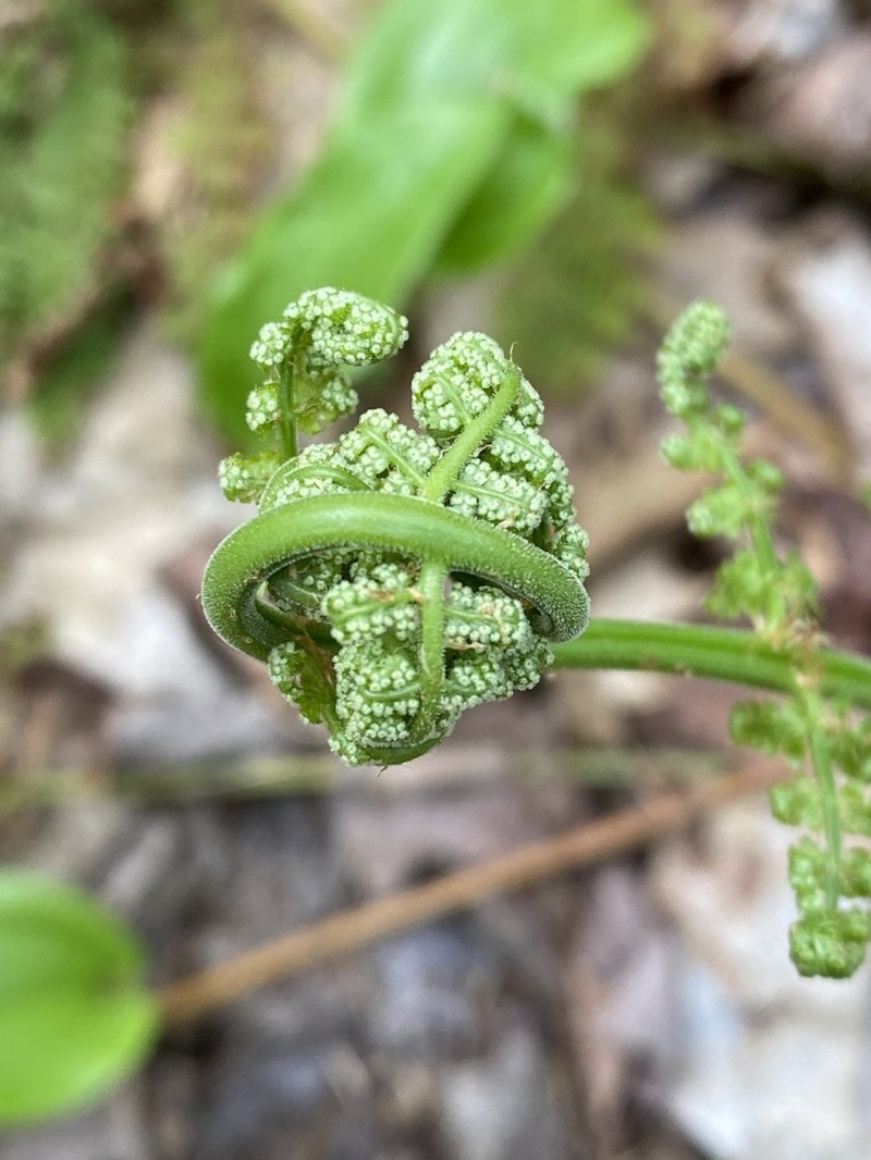 Intermediate Woodfern photo 2