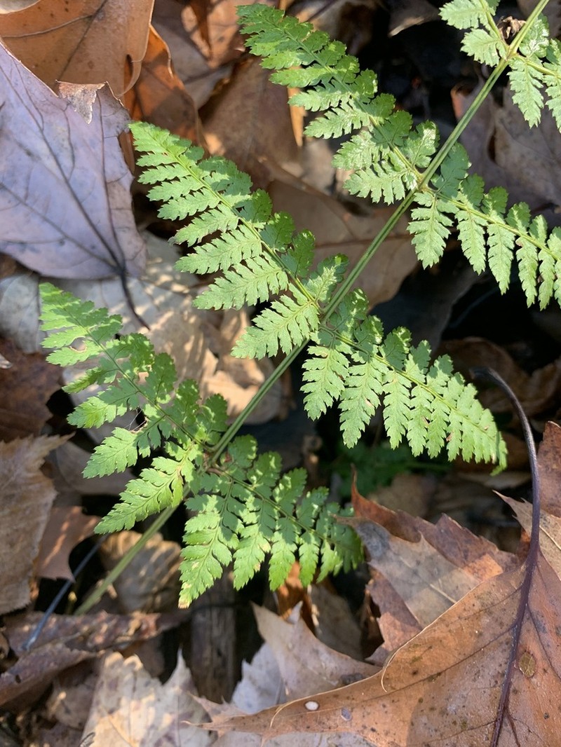 Intermediate Woodfern photo 3