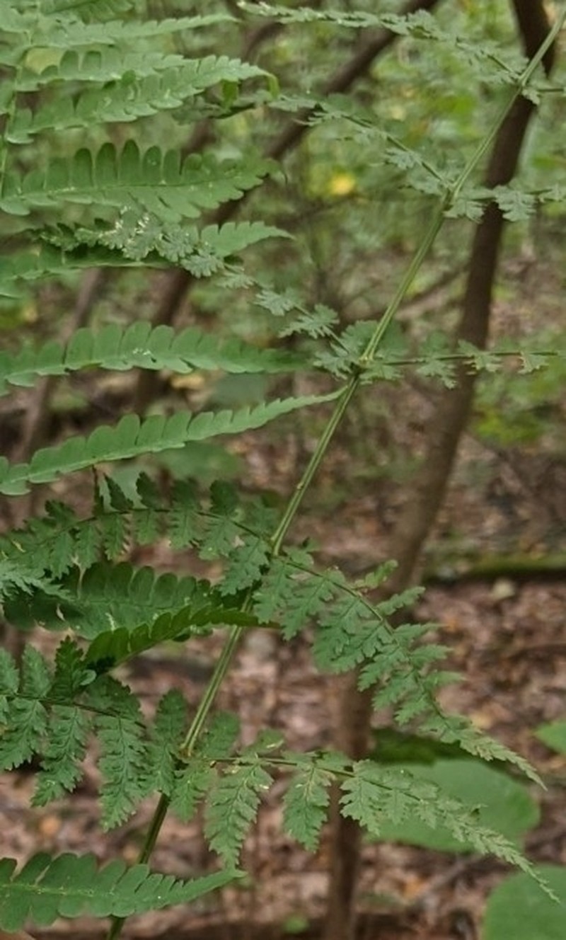 Intermediate Woodfern photo 4