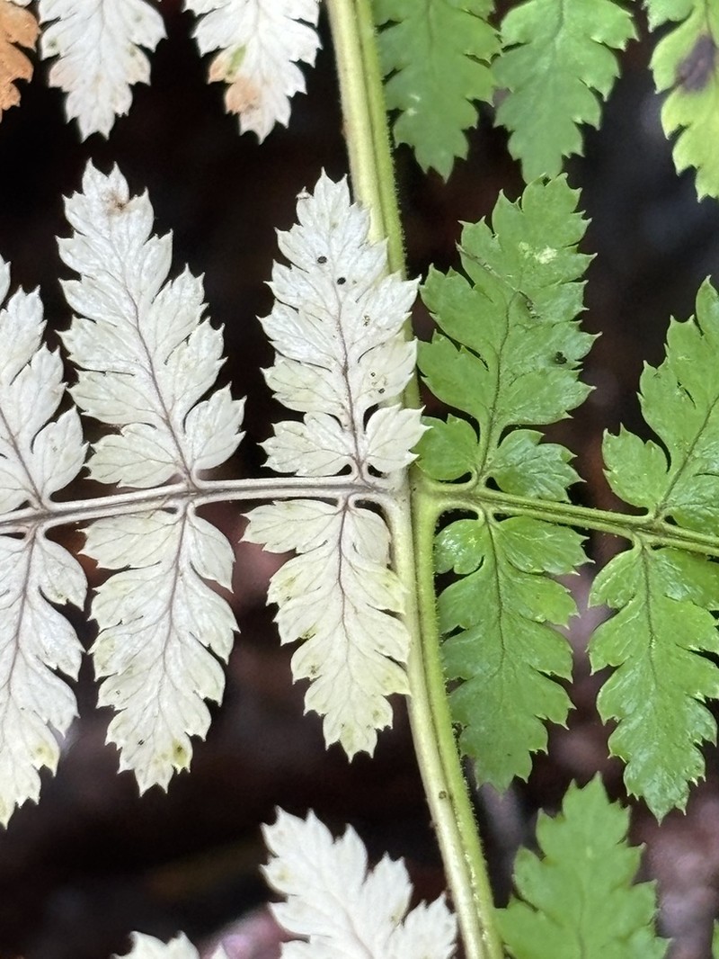 Intermediate Woodfern photo 5