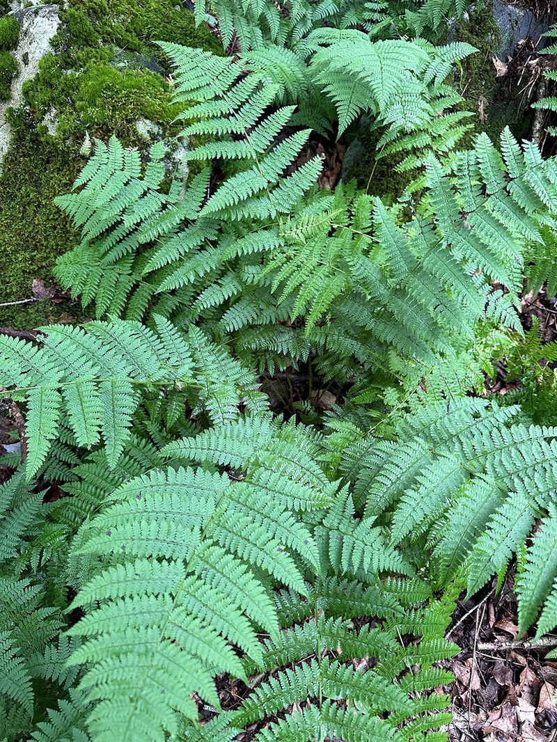 Intermediate Woodfern photo 6