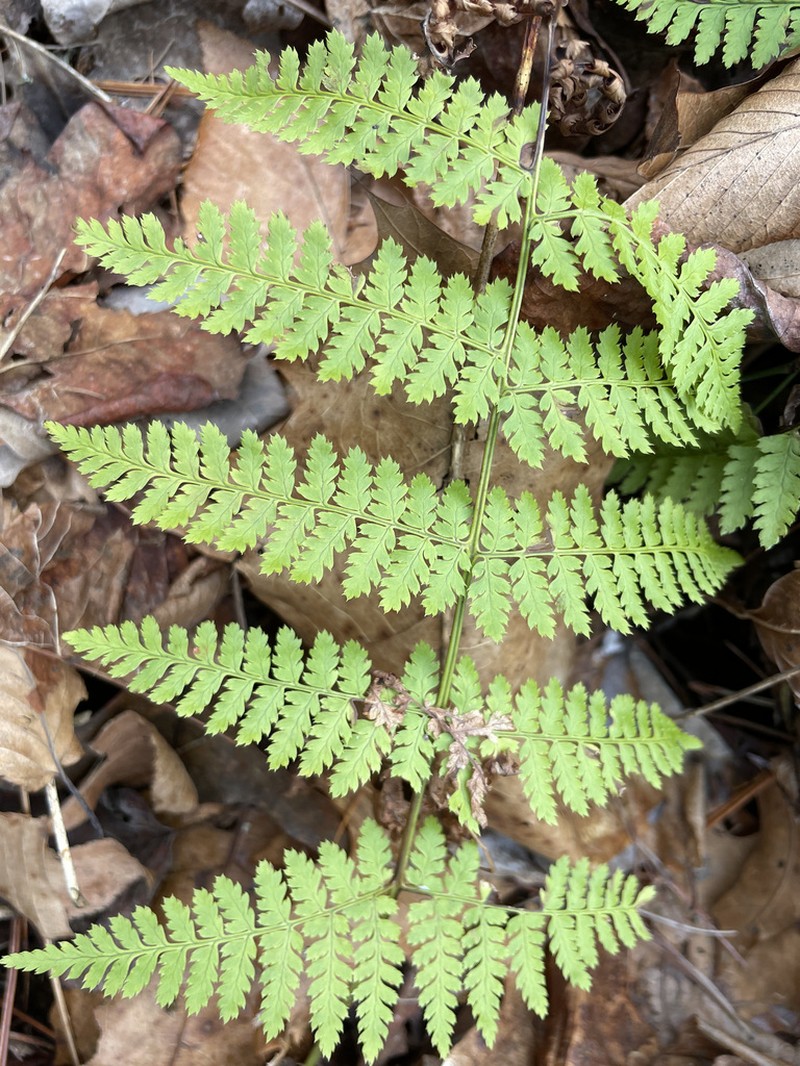 Intermediate Woodfern photo 7