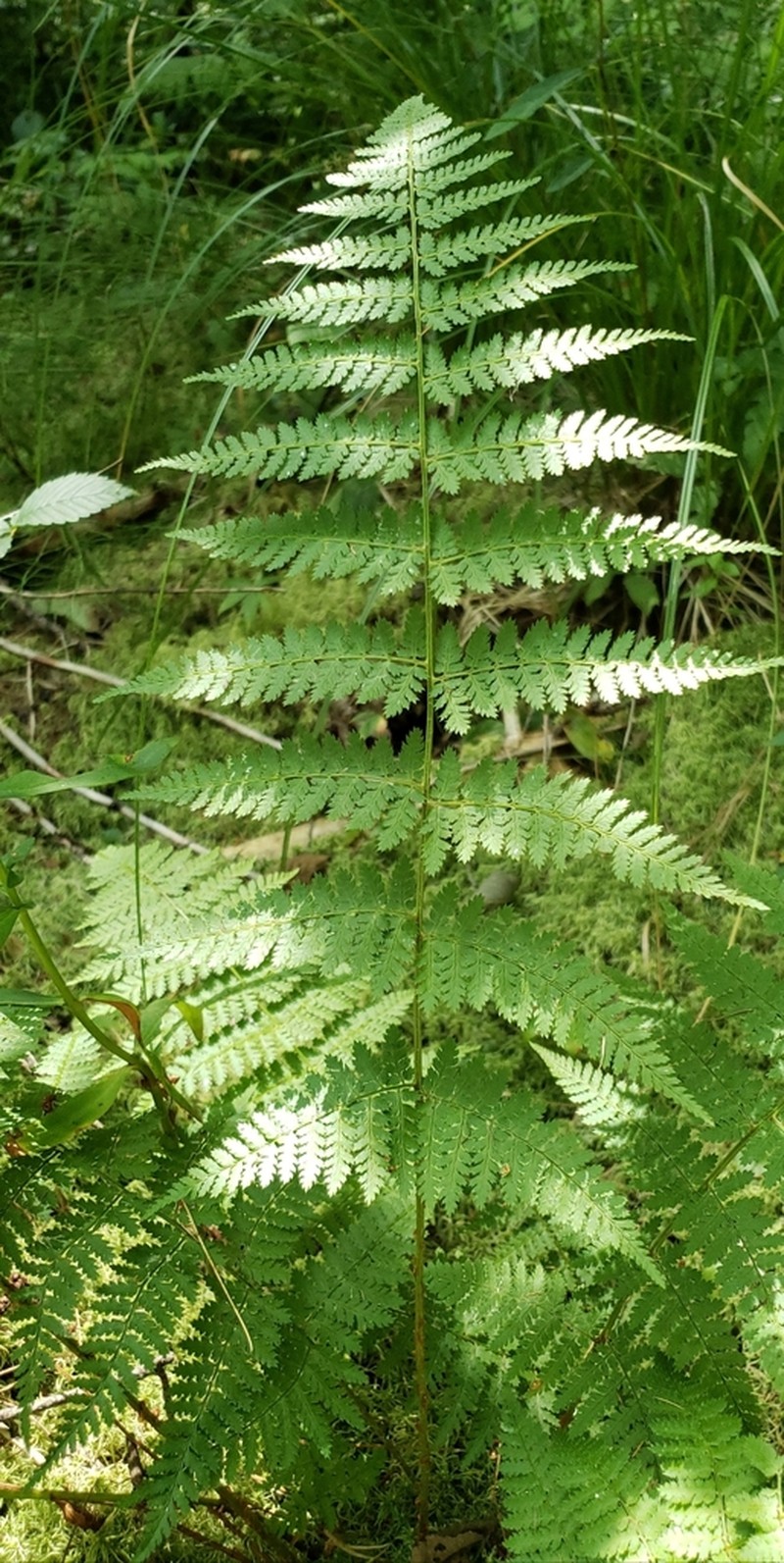 Intermediate Woodfern photo 8