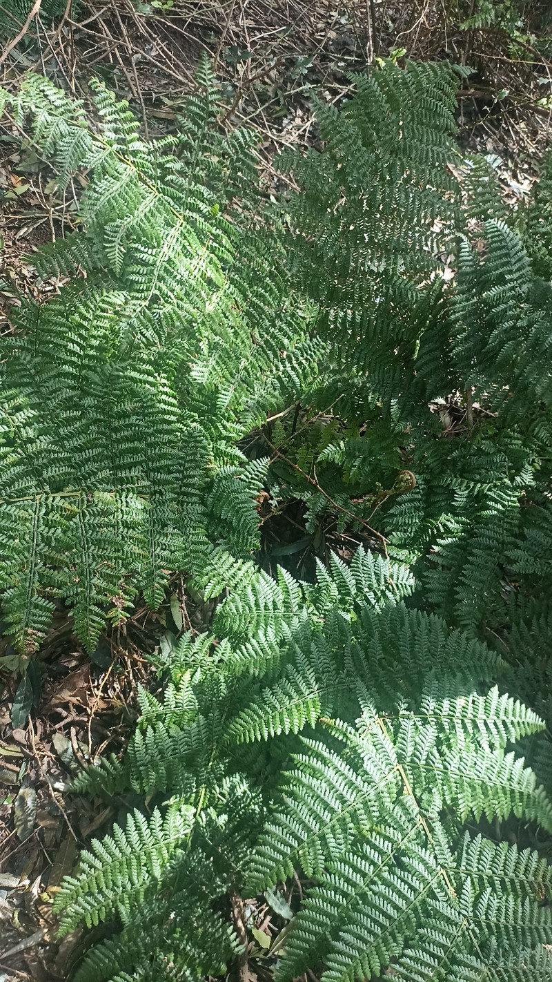 Dryopteris intermedia subsp. azorica