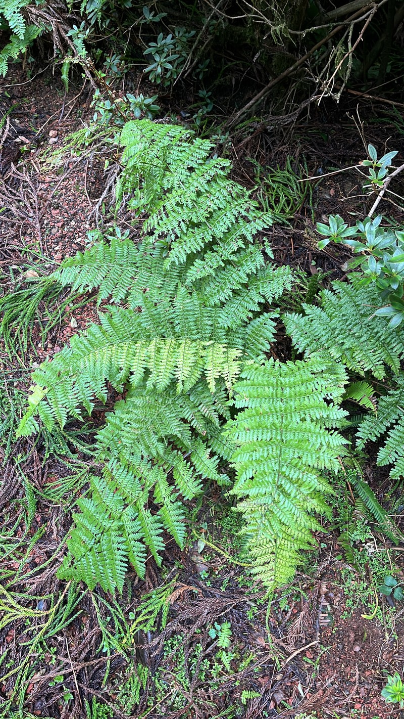 Dryopteris intermedia subsp. azorica photo 2