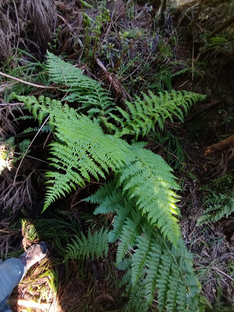 Dryopteris intermedia subsp. azorica photo 3