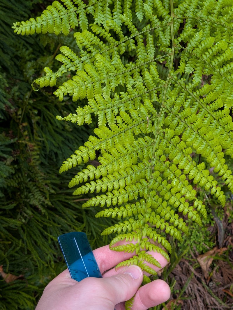 Dryopteris intermedia subsp. azorica photo 4