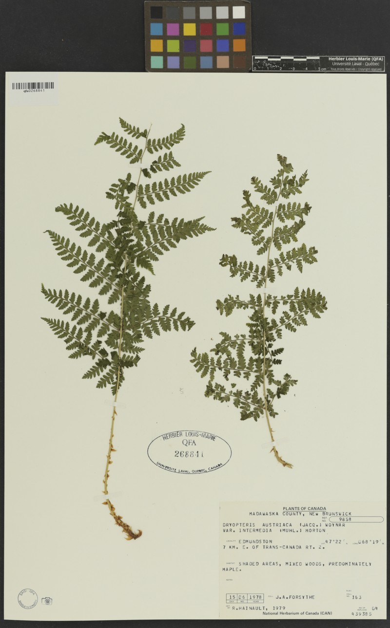 Dryopteris intermedia subsp. intermedia