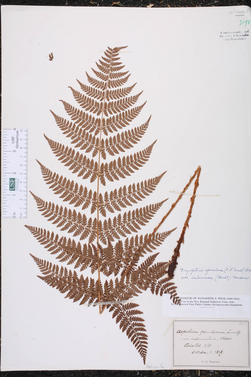 Dryopteris intermedia subsp. intermedia photo 2