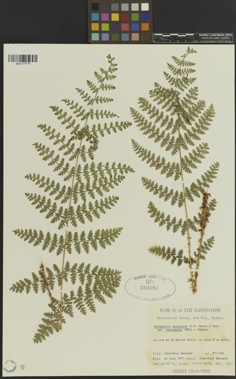 Dryopteris intermedia subsp. intermedia photo 3