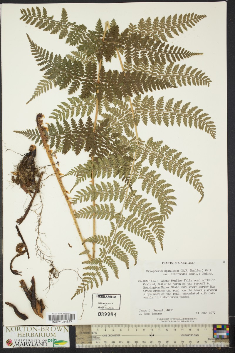 Dryopteris intermedia subsp. intermedia photo 4