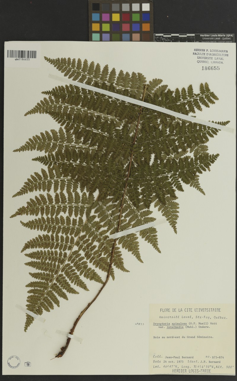 Dryopteris intermedia subsp. intermedia photo 5
