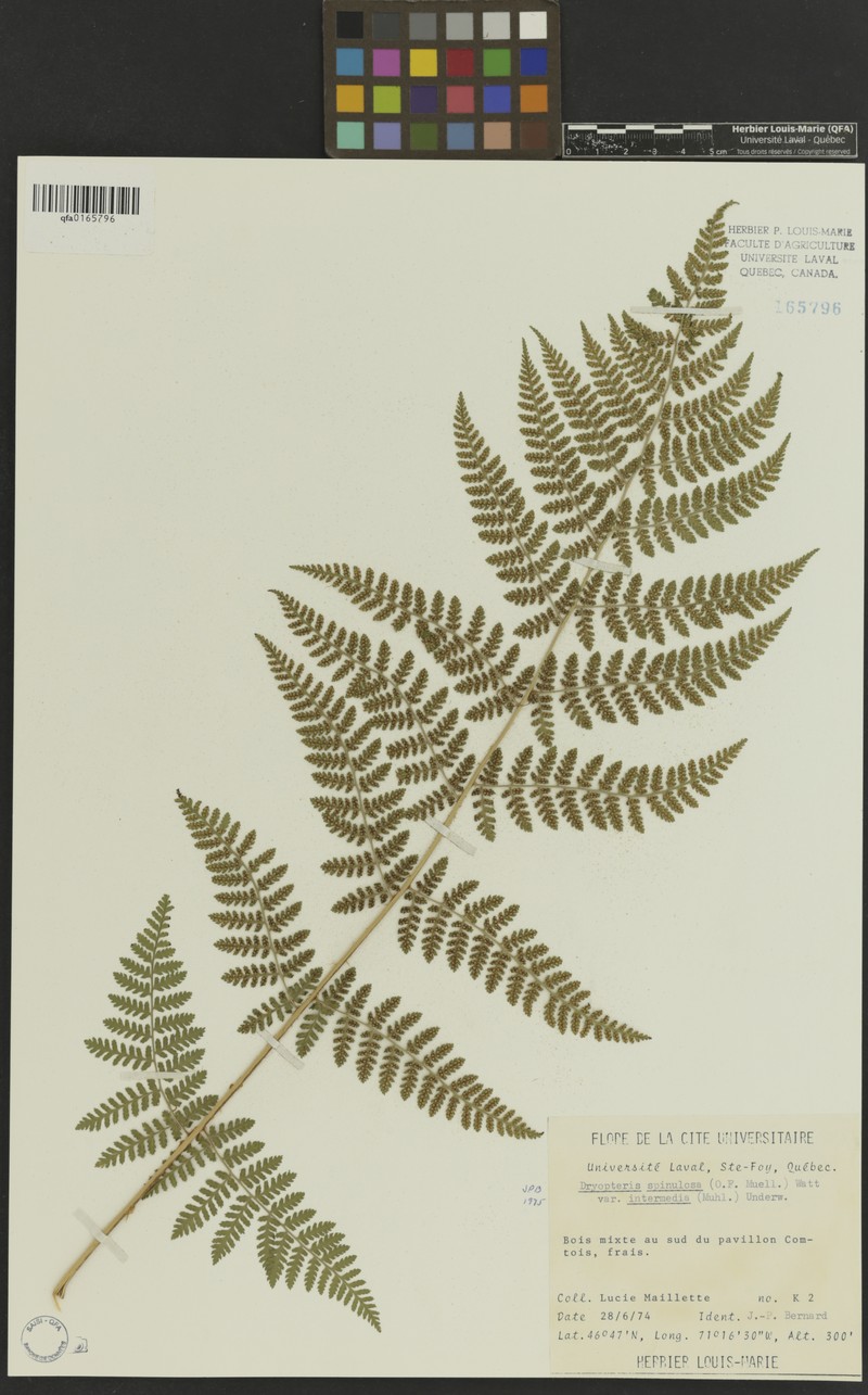 Dryopteris intermedia subsp. intermedia photo 6