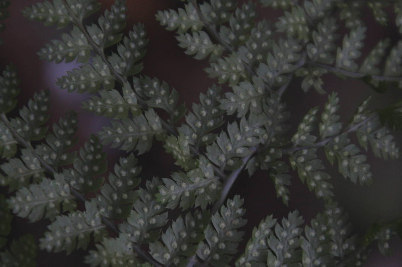 Dryopteris intermedia subsp. maderensis