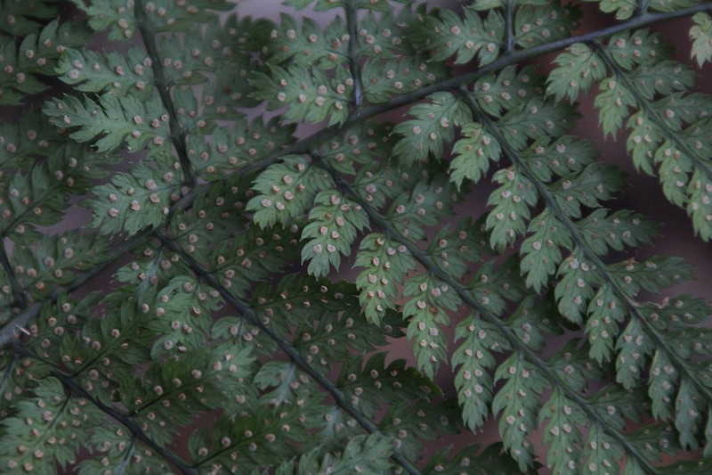 Dryopteris intermedia subsp. maderensis photo 2