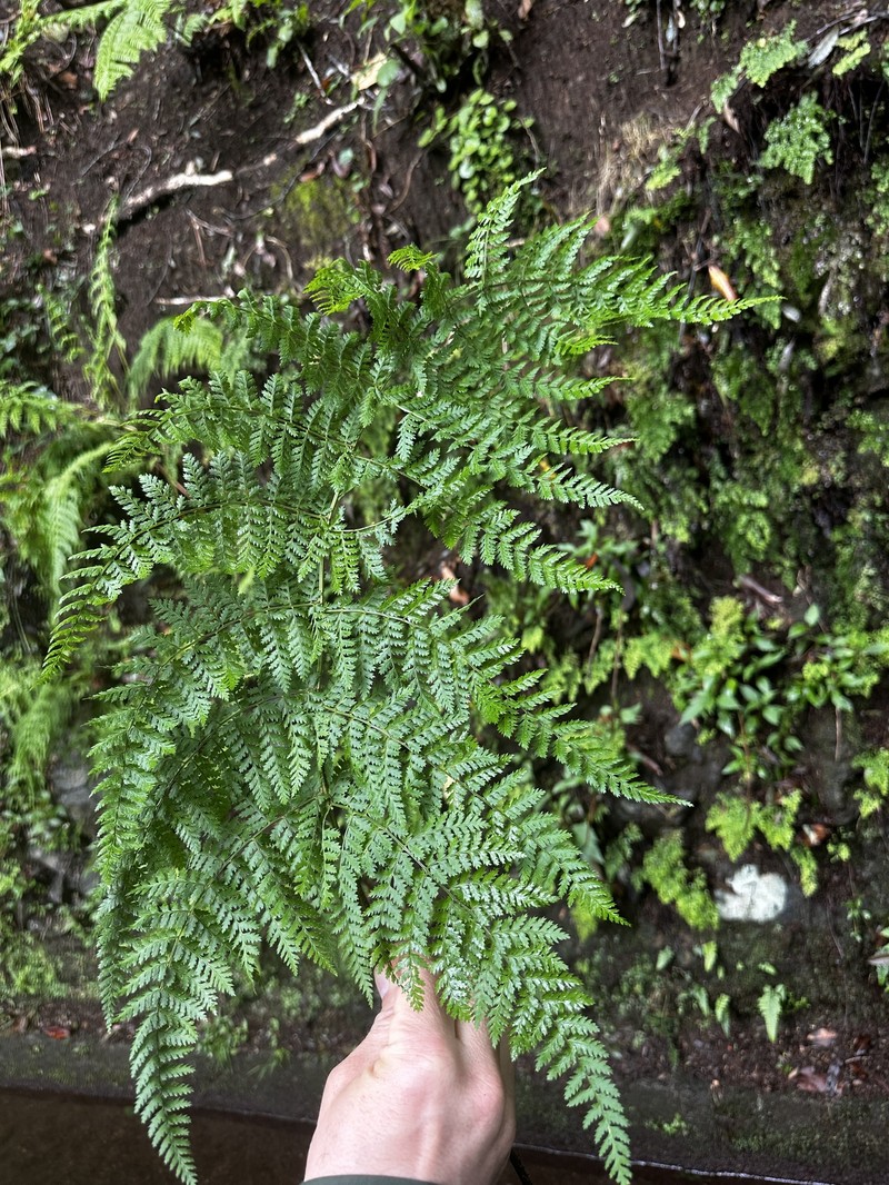 Dryopteris intermedia subsp. maderensis photo 3