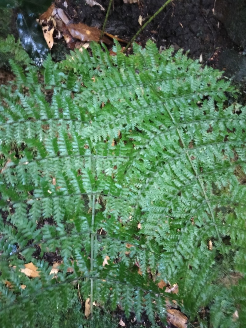 Dryopteris intermedia subsp. maderensis photo 4
