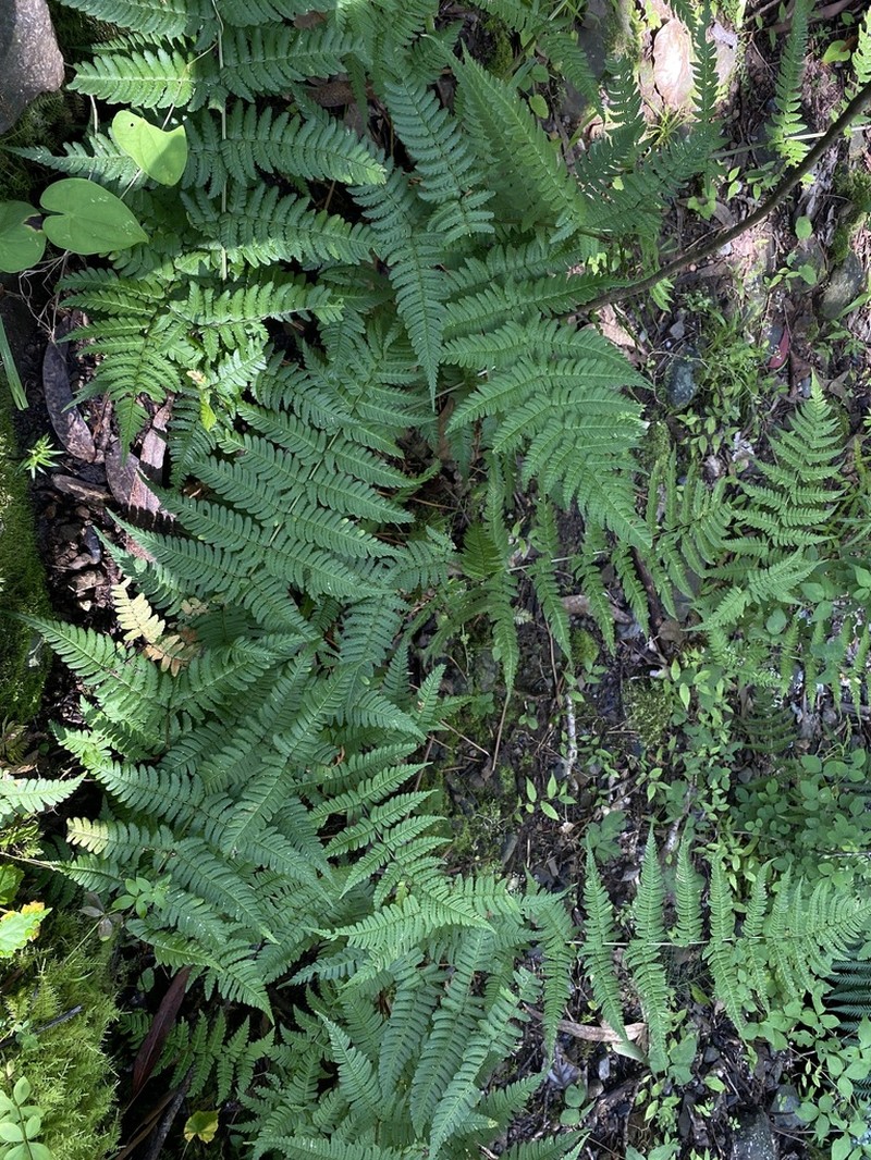 Dryopteris juxtaposita