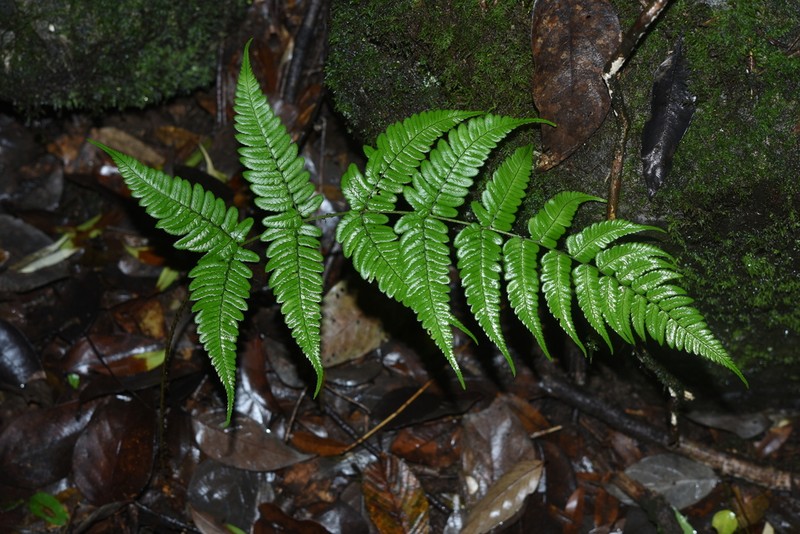 Dryopteris juxtaposita photo 2
