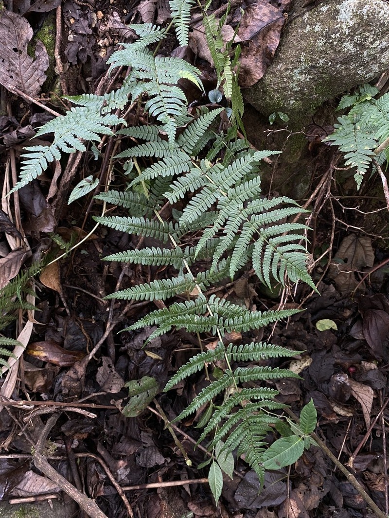 Dryopteris juxtaposita photo 3