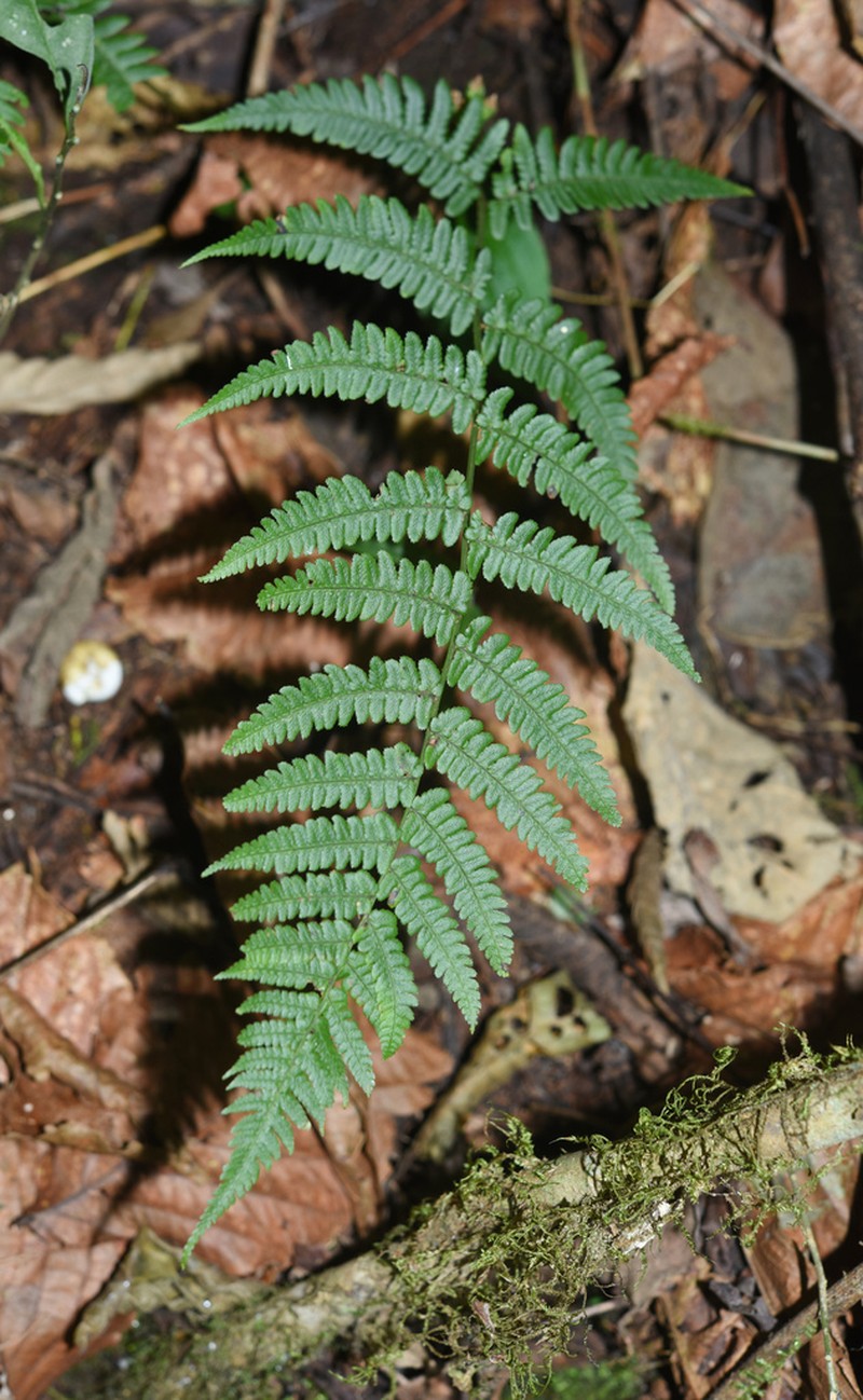 Dryopteris juxtaposita photo 4