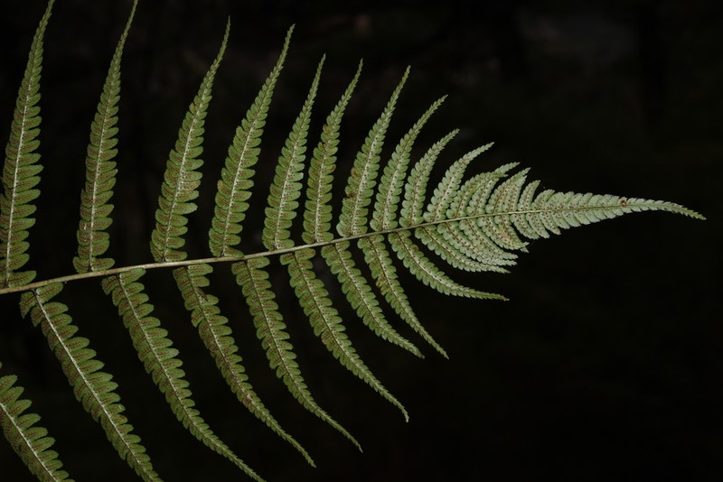 Dryopteris juxtaposita photo 5