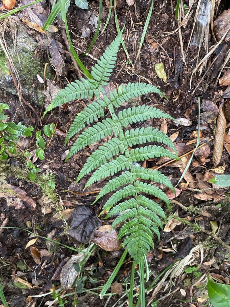 Dryopteris juxtaposita photo 6