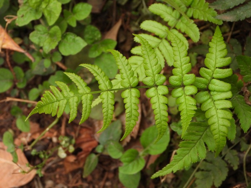 Dryopteris juxtaposita photo 8