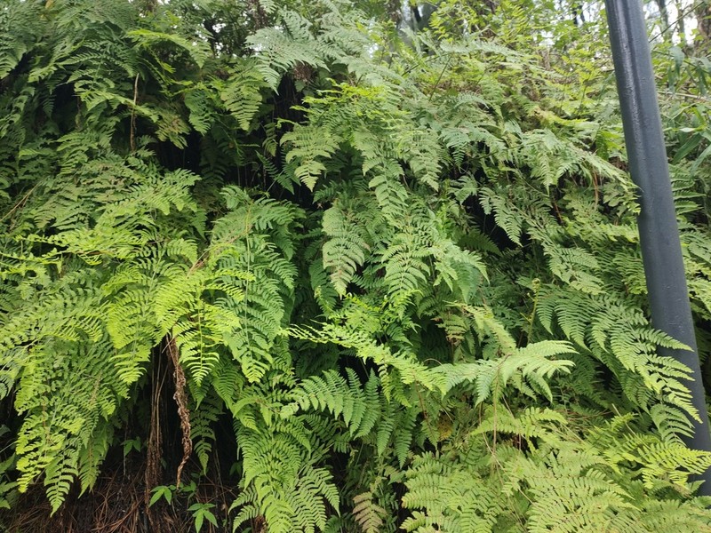Dryopteris karwinskyana