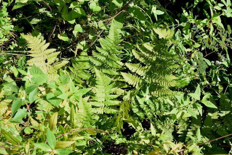 Dryopteris karwinskyana photo 2