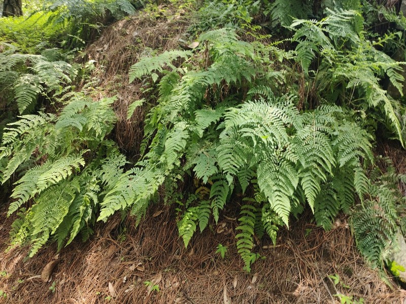 Dryopteris karwinskyana photo 3
