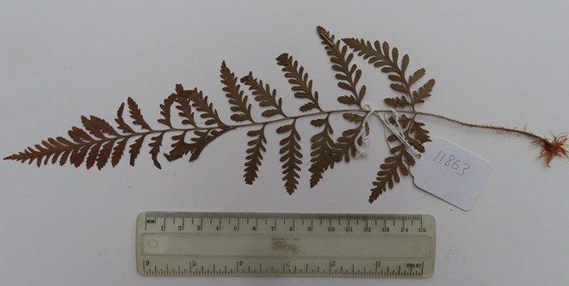 Dryopteris karwinskyana photo 4