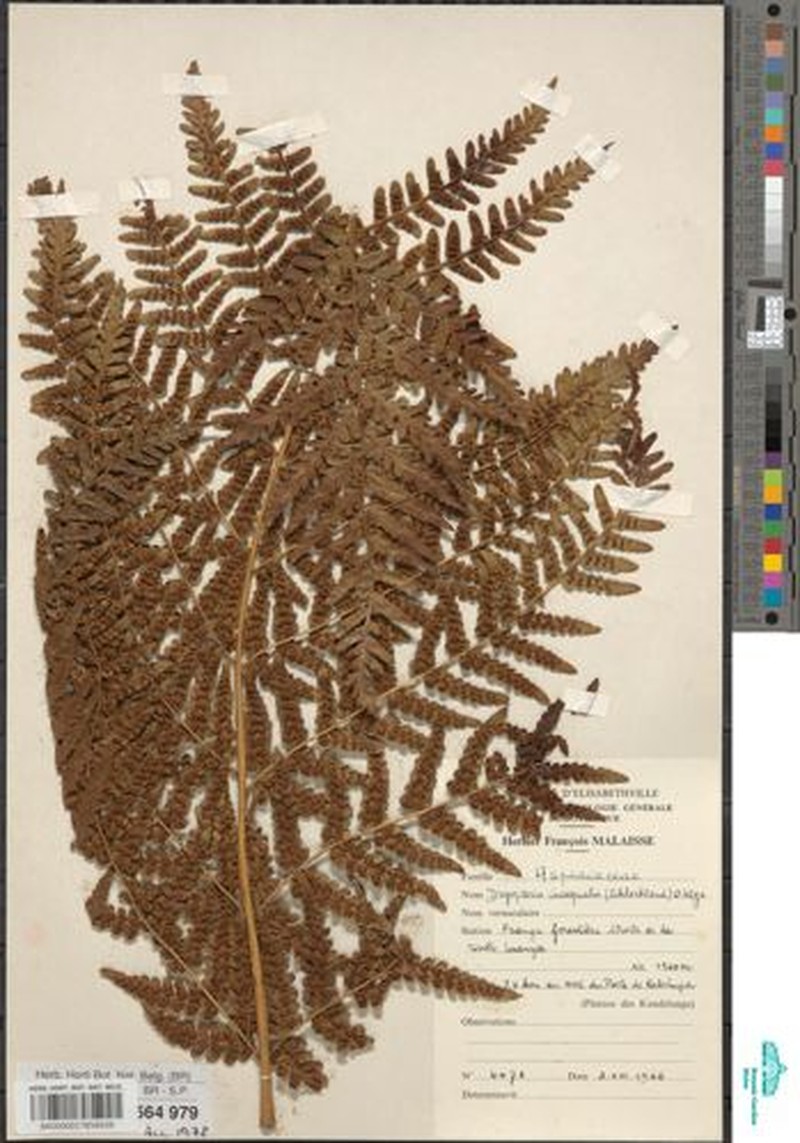 Dryopteris katangaensis