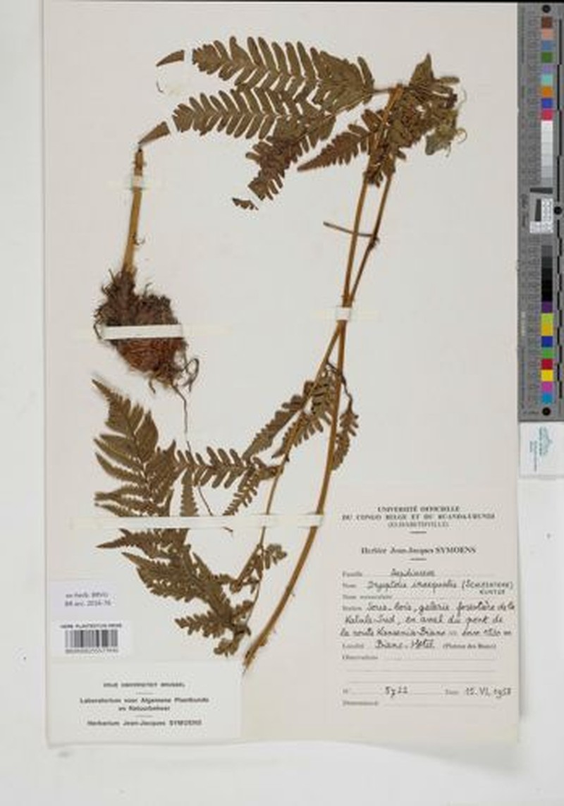 Dryopteris katangaensis photo 2