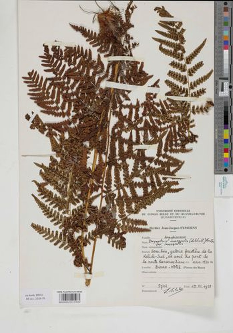 Dryopteris katangaensis photo 3