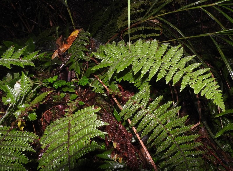 Dryopteris kawakamii