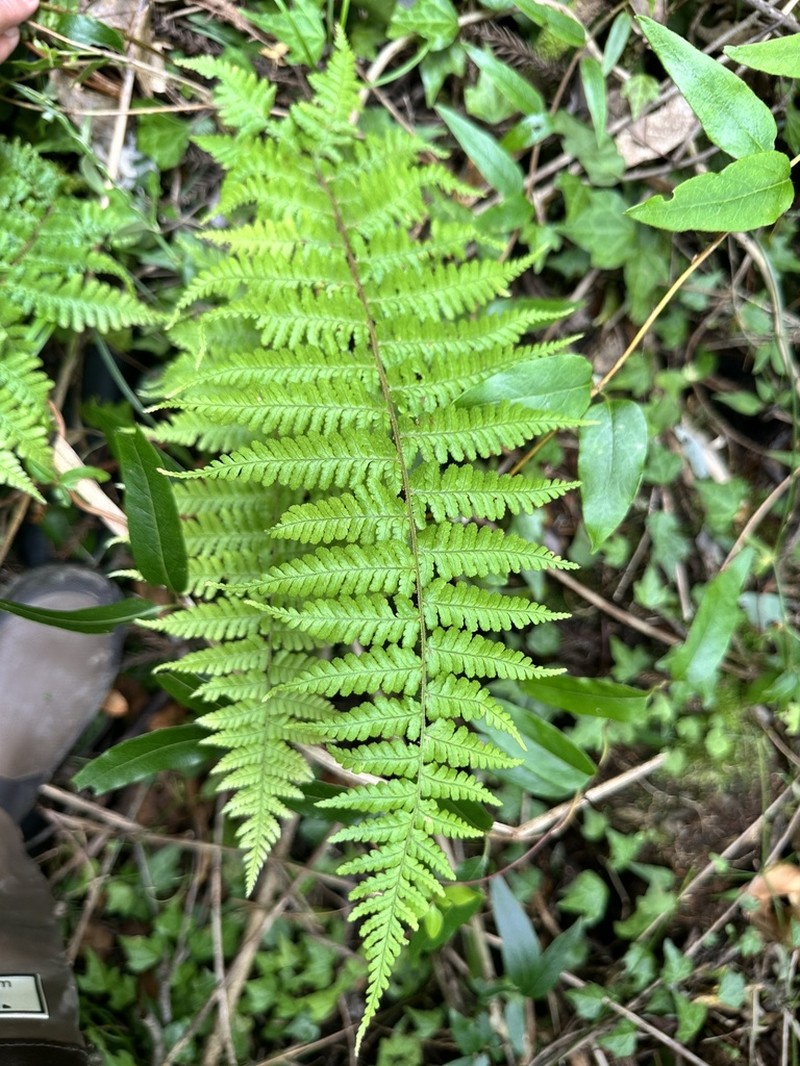 Dryopteris kawakamii photo 2
