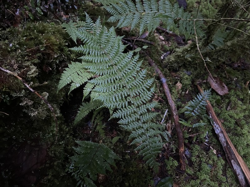 Dryopteris kawakamii photo 3