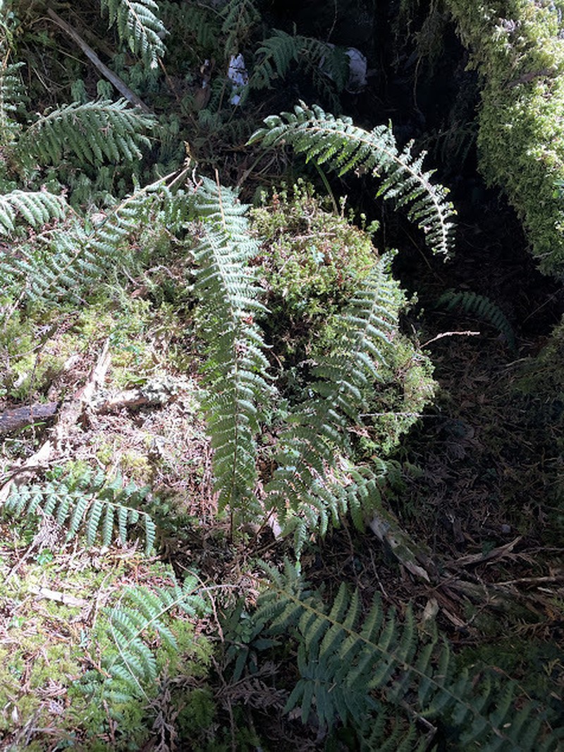 Dryopteris kawakamii photo 4